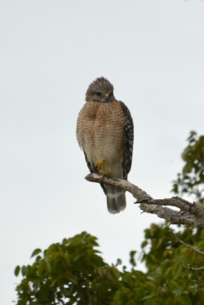 xRON_3259 Red shoulder hawk