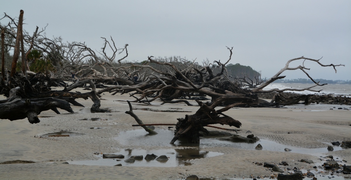 Jekill Island Driftwood Beach 6661