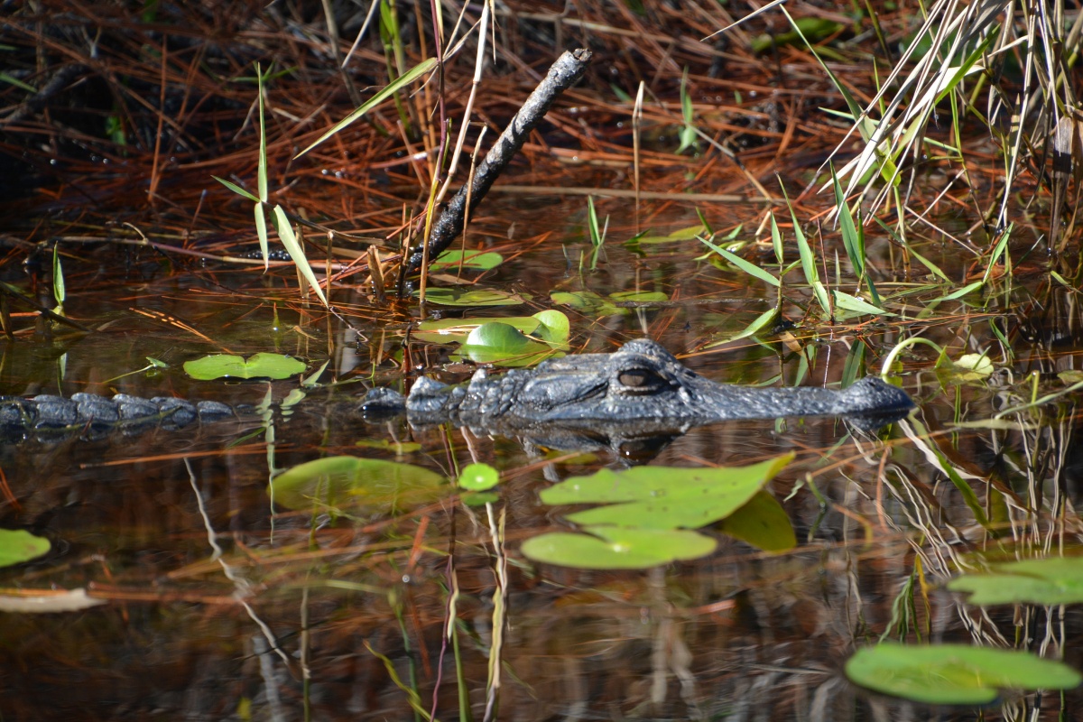 T Okefenokee Swamp Park 6754