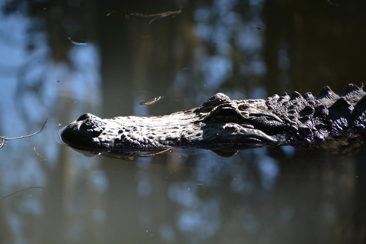 T Okefenokee Swamp Park 6795