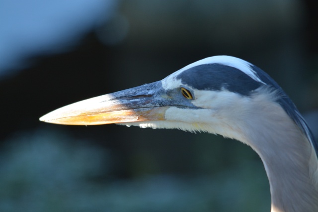 E HERON  RON_7667